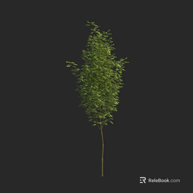 Single Mature Arbor With Dense Green Foliage And Straight Trunk In Natural Growth 3d model 