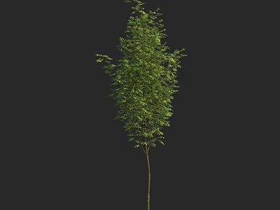 Single Mature Arbor With Dense Green Foliage And Straight Trunk In Natural Growth 3d model