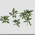 Gold Vein Justicia Perennial Evergreen Foliage Plant With Green Leaves And Gold Veins