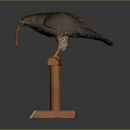 Stuffed Eagle Taxidermy Display On Wooden Stand With Information Label