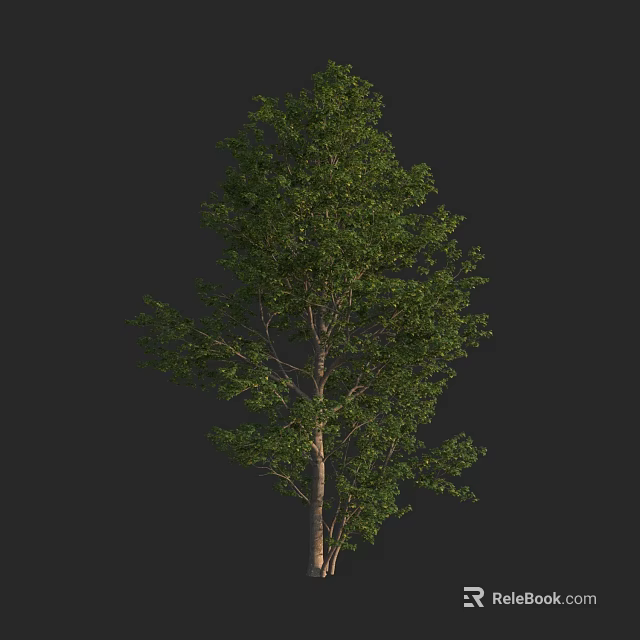 Tall Arbor Tree With Lush Green Foliage And Strong Trunk Structure 3d model