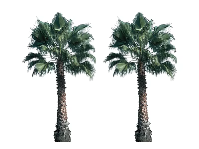 Tall Palm Trees With Thick Trunk And Lush Green Fronds In Isolated View 3d model