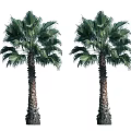 Tall Palm Trees With Thick Trunk And Lush Green Fronds In Isolated View