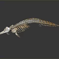 Detailed Marine Animal Skeleton With Long Snout Streamlined Structure On Gray Background