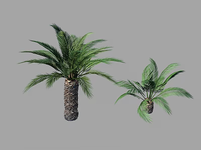 Two Palm Trees Featuring Tall And Shorter Textured Trunks With Feathery Green Leaves 3d model