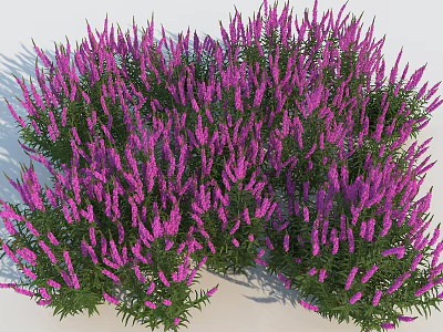 Vibrant Purple Flowers With Lush Green Leaves And Dense Growth 3d model