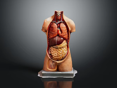 Human Torso Anatomy Model for Medical Education with Internal Organs 3d model