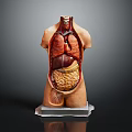 Human Torso Anatomy Model for Medical Education with Internal Organs