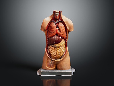 human visceral body system 3d model