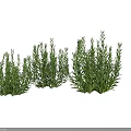 Fresh Green Rosemary Herb Plants With Lush Foliage In Multiple Clusters