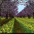 Scenic View of Purple Blossom Trees With Yellow Flower Fields And Central Pathway