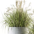 Bonsai Potted Plants In Modern Concrete Planters With Tall Green Grass