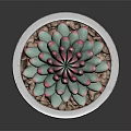 Succulent Plant With Green Leaves And Pink Edges In White Cylindrical Pot With Small Pebbles