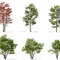 Various Green and Red Leaf Trees in Different Shapes Isolated on White Background 3d model