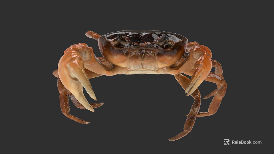 Aquatic Animal Brown And Black Crab With Large Claws And Detailed Features 3d model 
