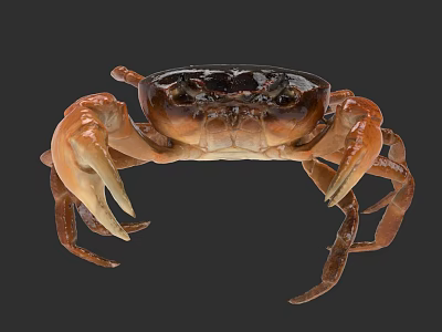 Aquatic Animal Brown And Black Crab With Large Claws And Detailed Features 3d model