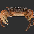 Aquatic Animal Brown And Black Crab With Large Claws And Detailed Features