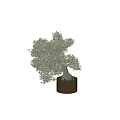 Lush Green Olive Bonsai Tree With Unique Trunk Exposed Roots In Cylindrical Pot