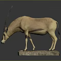 Light Brown Antelope Taxidermy Mounted Figure On Natural Stone Base
