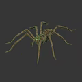 Brown Spider With Long Legs Patterned Body And Prominent Eyes On Dark Background
