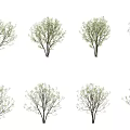 Rough Leaf Tree Landscape Tree 3d model