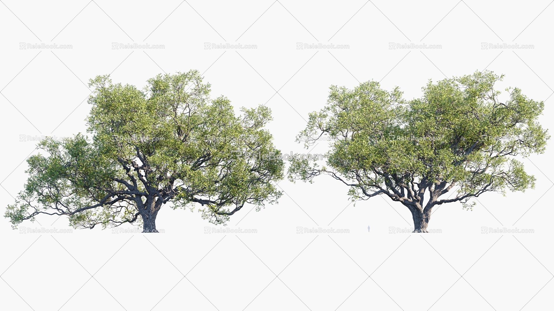 Plants Trees Big Trees Landscape Trees Arbor 3d model