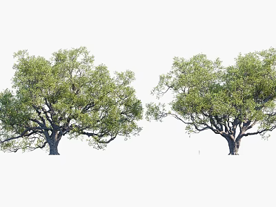 Two Tall Trees With Lush Green Foliage And Strong Trunks 3d model