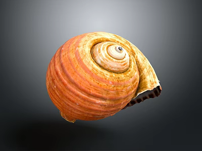 Orange Yellow Spiral Shell Organ On Dark Background With Detailed Texture 3d model