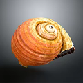 Orange Yellow Spiral Shell Organ On Dark Background With Detailed Texture