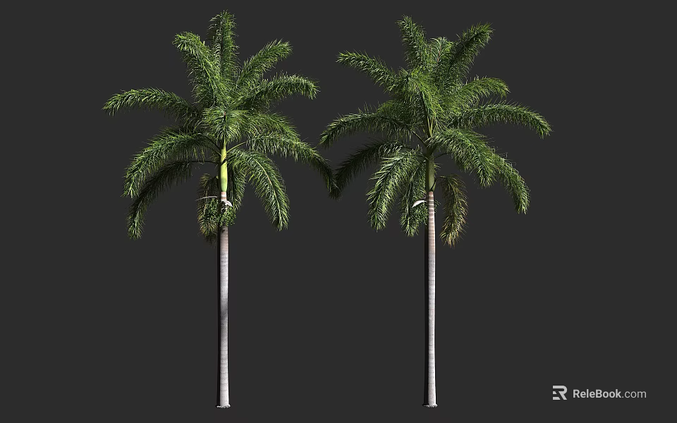 Two Tall Palm Trees with Lush Green Fronds and Slender White Trunks Against Dark Background 3d model 