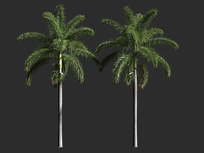 Two Tall Palm Trees with Lush Green Fronds and Slender White Trunks Against Dark Background 3d model