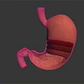 Realistic 3D Stomach Model with Detailed Anatomical Internal Structure View 3d model