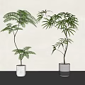 Bonsai Potted Plants With Feathery Fronds And Lush Leaves In White Gray Ceramic Planters