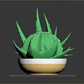 Potted Cactus And Aloe Vera Plants Arranged On Dark Tray With Small Dots