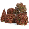 Decorative Shrubs with Red Green Leaves Various Shapes for Landscape Design