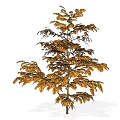 Golden Leaf Shrub With Vibrant Autumn Foliage For Garden Landscaping Design