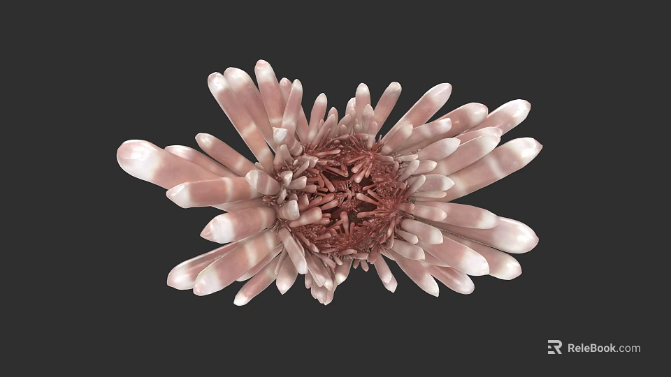 Vibrant Aquatic Animal With Pink And White Tentacles Red Center And Flower Like Structure 3d model 