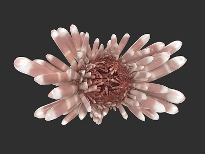 Vibrant Aquatic Animal With Pink And White Tentacles Red Center And Flower Like Structure 3d model