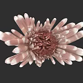 Vibrant Aquatic Animal With Pink And White Tentacles Red Center And Flower Like Structure