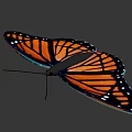 Orange And Black Butterfly With White Spots On Wings Against Gray Background