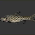 Freshwater Fish with Black Head Golden Body and Distinct Scales Against Gray Gradient Background