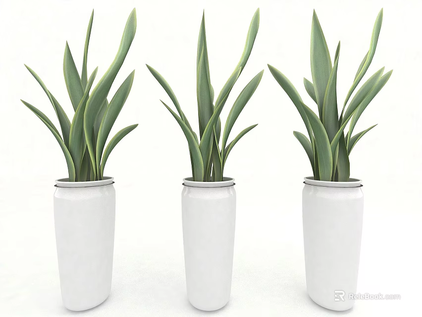 Three Potted Green Plants Arranged in Fresh White Vases for Home Decor 3d model 