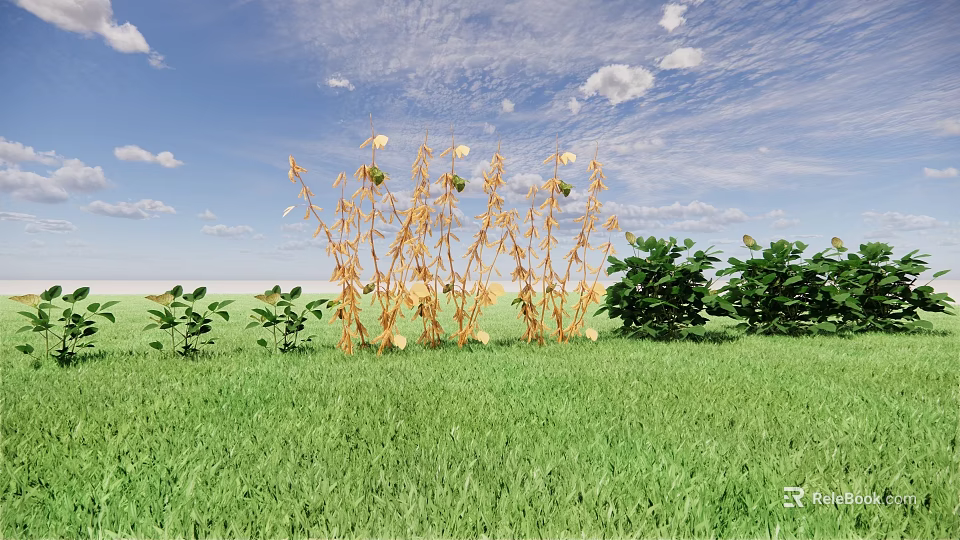 Yellow Crops Growing In Green Grass Field With Blue Sky And White Clouds 3d model 