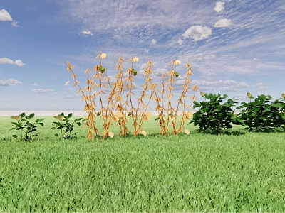 Yellow Crops Growing In Green Grass Field With Blue Sky And White Clouds 3d model