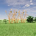 Yellow Crops Growing In Green Grass Field With Blue Sky And White Clouds