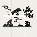 Various Bonsai Plants on Shelves with Different Shapes and Containers Against Light Wall