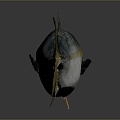 Catfish Carp Sturgeon Bass Freshwater Fish Various Carp Grass Carp Crucian Carp 3d model