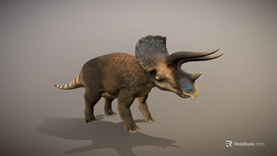 Realistic Triceratops 3D Model with Large Frill Brown Body Horns and Standing Pose 3d model 