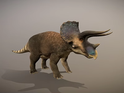 Realistic Triceratops 3D Model with Large Frill Brown Body Horns and Standing Pose 3d model