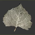 Natural Plant Leaf Showing Intricate Vein Structure On Dark Background